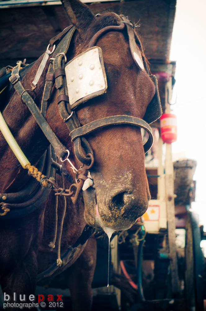A close-up of a chestnut workhorse in full leather harness, its head lowered and saliva dripping from its muzzle, with cluttered working equipment visible in the background.