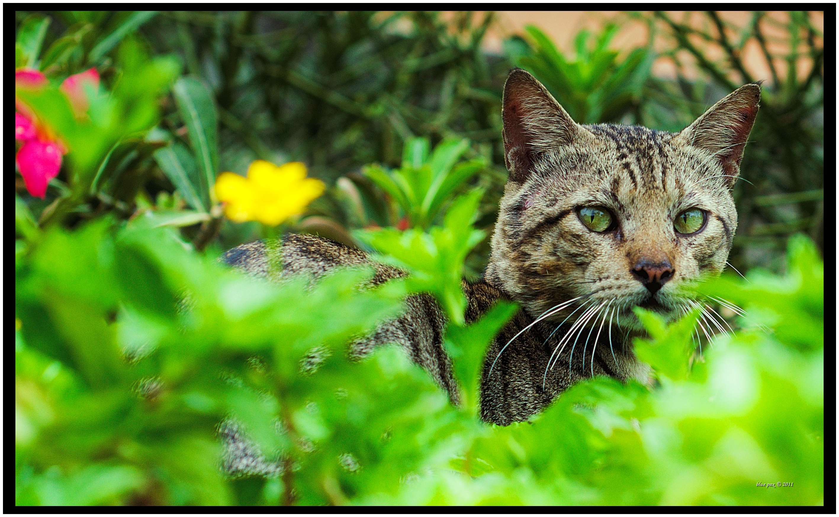 A tabby cat peers through dense green garden foliage with piercing green eyes, partially concealed by leaves while pink and yellow flowers bloom softly in the background.